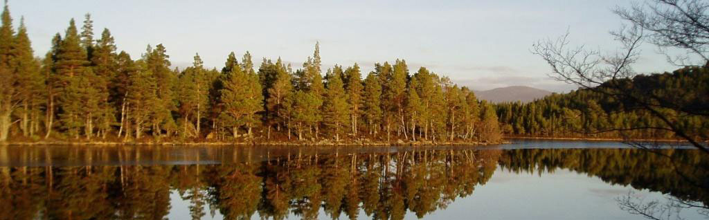 Trees at Loch Ghamna, Cairngorm